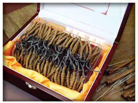 皮山冬虫夏草回收